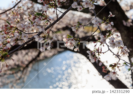 川面にきらめく水と桜の枝 春の墨俣周辺風景 川面にきらめく水と桜の枝 春の墨俣周辺風景 142331290
