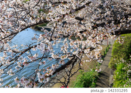 川面にきらめく水と桜の枝 春の墨俣周辺風景 川面にきらめく水と桜の枝 春の墨俣周辺風景 142331295