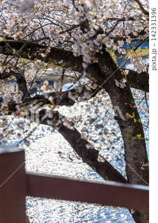 川面にきらめく水と桜の枝 春の墨俣周辺風景 川面にきらめく水と桜の枝 春の墨俣周辺風景 142331396