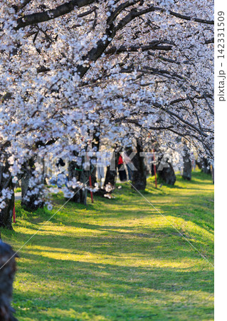 墨俣城周辺の桜並木トンネルと緑の小道 春の川沿い風景 墨俣城周辺の桜並木トンネルと緑の小道 春の川沿い風景 142331509