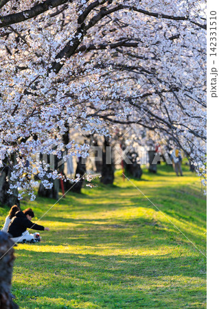 墨俣城周辺の桜並木トンネルと緑の小道 春の川沿い風景 墨俣城周辺の桜並木トンネルと緑の小道 春の川沿い風景 142331510