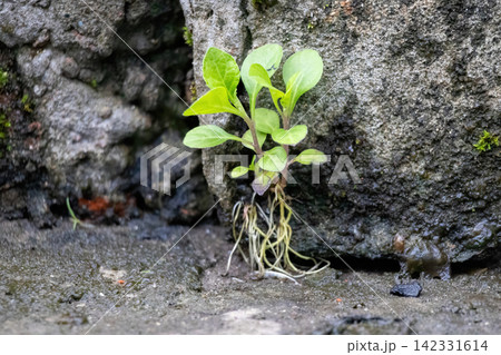 Green seedling sprouting through narrow crack in rough stone wall with visible roots. Small plant growing in difficult condition representing resilience and hope. Green seedling sprouting through narrow crack in rough stone wall with visible roots. Small plant growing in difficult condition representing resilience and hope. 142331614