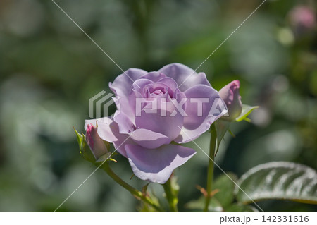 赤いバラ 黄色い薔薇 ピンクの薔薇 薔薇園にピンク色の薔薇の花が咲いています 赤いバラ 黄色い薔薇 ピンクの薔薇 薔薇園にピンク色の薔薇の花が咲いています 142331616