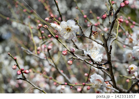 早春に咲く梅の花 早春に咲く梅の花 142331857