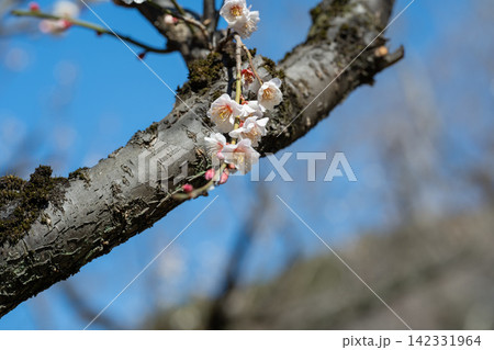 青空を背景に咲く梅の花 青空を背景に咲く梅の花 142331964