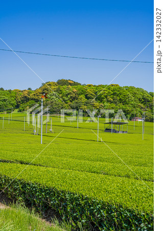 袋井市の三川の茶畑の風景(静岡県) 袋井市の三川の茶畑の風景(静岡県) 142332027