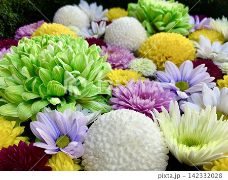多彩な菊を華やかにしつらえた11月の花手水〈菅生神社/愛知県岡崎市〉 多彩な菊を華やかにしつらえた11月の花手水〈菅生神社/愛知県岡崎市〉 142332028