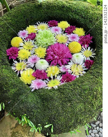 多彩な菊を華やかにしつらえた11月の花手水〈菅生神社/愛知県岡崎市〉 142332124