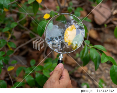 Hand holding magnifying glass examining textured tree trunk bark in forest Hand holding magnifying glass examining textured tree trunk bark in forest 142332132