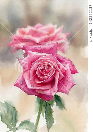 水彩画紫色薔薇の花が咲いています 142332137