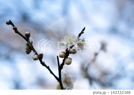 早春に綻び始めた梅の花と蕾、柔らかなボケの背景 142332166