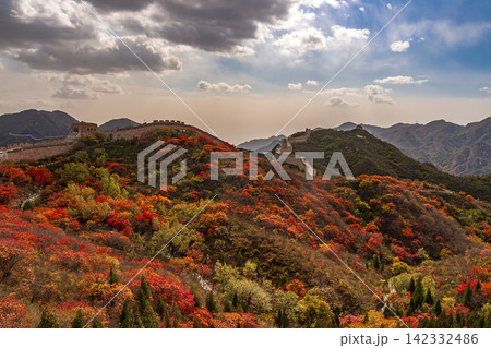 Great Wall at Hongye Ridge Badaling Beijing China, in autumn red leaves scenery Great Wall at Hongye Ridge Badaling Beijing China, in autumn red leaves scenery 142332486