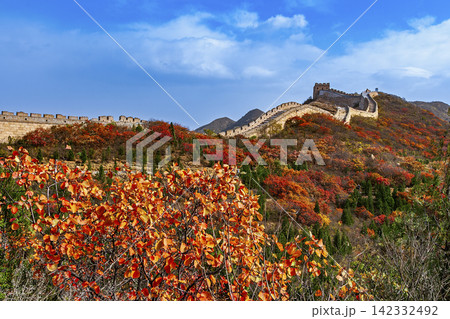 Great Wall at Hongye Ridge Badaling Beijing China, in autumn red leaves scenery Great Wall at Hongye Ridge Badaling Beijing China, in autumn red leaves scenery 142332492