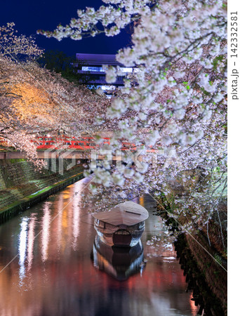 岐阜県大垣市 奥の細道むすびの地 水門川と舟と赤い橋の夜桜ライトアップ 142332581