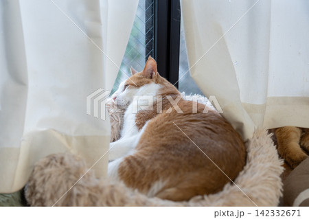 窓辺でくつろぐ猫 茶トラ白 窓辺でくつろぐ猫 茶トラ白 142332671