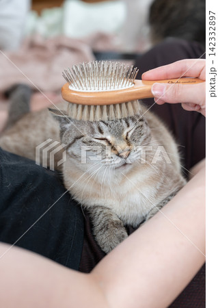 可愛い猫にブラシをかける飼い主 可愛い猫にブラシをかける飼い主 142332897