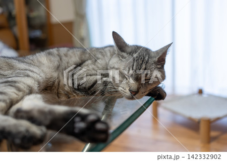 くつろぐ可愛い猫 サバトラ猫 くつろぐ可愛い猫 サバトラ猫 142332902