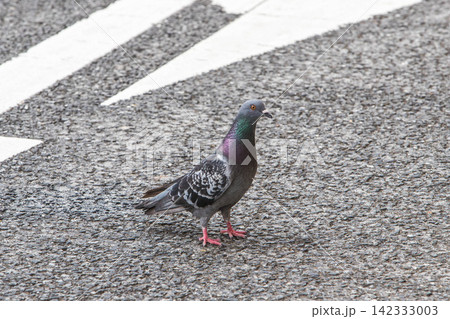 鳩　ハト 142333003