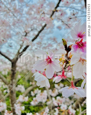 春の暖かな日差しの下、咲き誇る桜の花 142333053