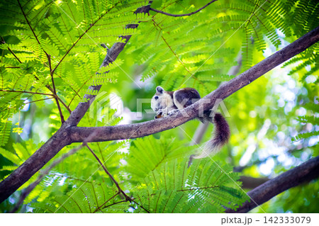 A little squirrel is snacking on a Royal Poinciana tree 142333079