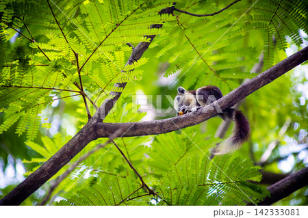 A little squirrel is snacking on a Royal Poinciana tree A little squirrel is snacking on a Royal Poinciana tree 142333081