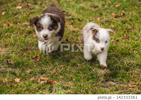 Two Fluffy Puppies Walking Toward Camera Through Autumn Grass Two Fluffy Puppies Walking Toward Camera Through Autumn Grass 142333361