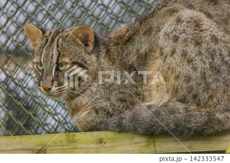 動物園で撮影したツシマヤマネコのクローズアップ 142333547