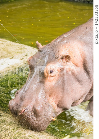 動物園で撮影したカバ（河馬）のクローズアップ 142333558