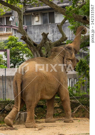 動物園で撮影したインドゾウ(アジアゾウ)のクローズアップ 動物園で撮影したインドゾウ(アジアゾウ)のクローズアップ 142333567