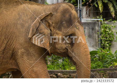 動物園で撮影したインドゾウ(アジアゾウ)のクローズアップ 動物園で撮影したインドゾウ(アジアゾウ)のクローズアップ 142333572