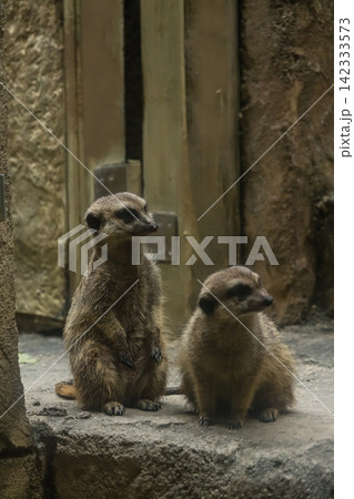 動物園で撮影したミーアキャット(スリカータ)の立ち姿 動物園で撮影したミーアキャット(スリカータ)の立ち姿 142333573