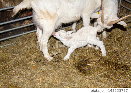 White mother goat with her two just born youngsters. White mother goat with her two just born youngsters. 142333737