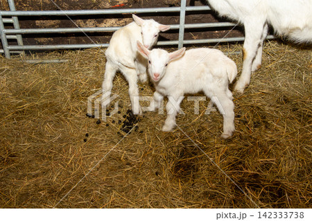White mother goat with her two just born youngsters. 142333738