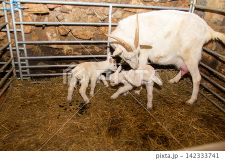 White mother goat with her two just born youngsters. White mother goat with her two just born youngsters. 142333741