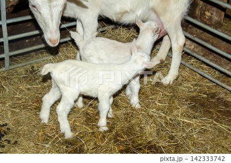 White mother goat with her two just born youngsters. White mother goat with her two just born youngsters. 142333742
