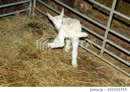 A newborn white lamb stands on straw bedding in a barn pen. It turns to groom itself beside a metal gate. A newborn white lamb stands on straw bedding in a barn pen. It turns to groom itself beside a metal gate. 142333743