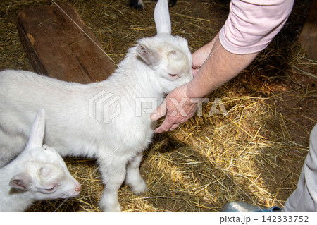A young white goat lamb of a week old stands on straw inside a barn. 142333752