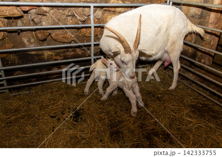 White mother goat with her two just born youngsters. White mother goat with her two just born youngsters. 142333755