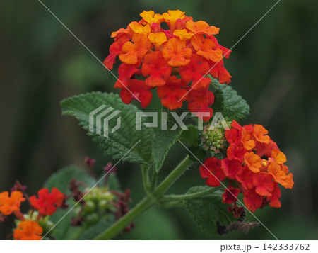赤と黄色とオレンジ色のランタナ（七変化の花とつぼみのクローズアップ） 142333762
