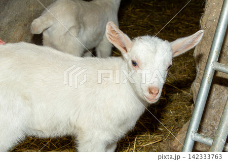 A young white goat lamb of a week old stands on straw inside a barn. A young white goat lamb of a week old stands on straw inside a barn. 142333763