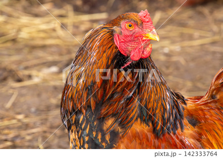 A large brown Bramha rooster. A large brown Bramha rooster. 142333764