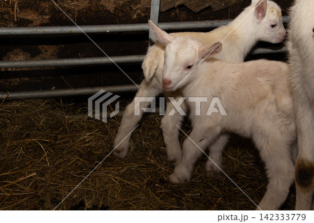 White mother goat with her two just born youngsters. White mother goat with her two just born youngsters. 142333779