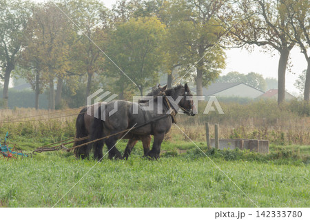 Two draft horses harnessed to a plow, heavy work to be done. Two draft horses harnessed to a plow, heavy work to be done. 142333780