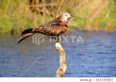 Red kite bird resting on a branch at the waterside Red kite bird resting on a branch at the waterside 142333801