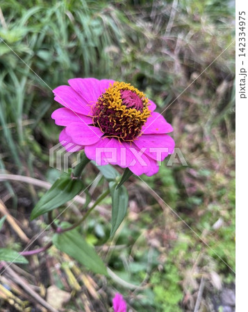 草むらに咲く鮮やかなピンク色の百日草 草むらに咲く鮮やかなピンク色の百日草 142334975