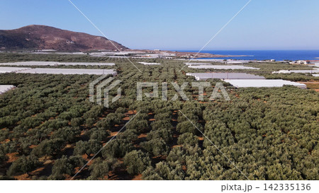 Olive orchards and greenhouses stretching along the coastline of Crete, Greece, with hills and the Mediterranean Sea Olive orchards and greenhouses stretching along the coastline of Crete, Greece, with hills and the Mediterranean Sea 142335136