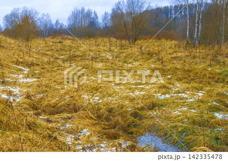 Autumn meadow with frost patches, shallow puddles, leafless birch trees, and muted overcast light 142335478