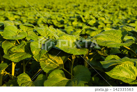 Green sunflower plants growing in cultivate field under sunlight, showing agriculture, nature, and organic farming Green sunflower plants growing in cultivate field under sunlight, showing agriculture, nature, and organic farming 142335563