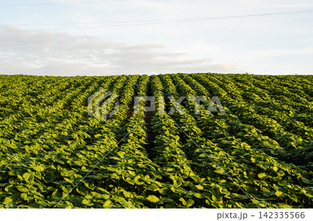 Green field of young agriculture crops growing in rows, showing sustainable farming, abundant harvest, and food production 142335566