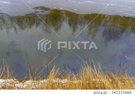 Reflection of bare trees in partially frozen pond with dried grasses at shoreline 142335666